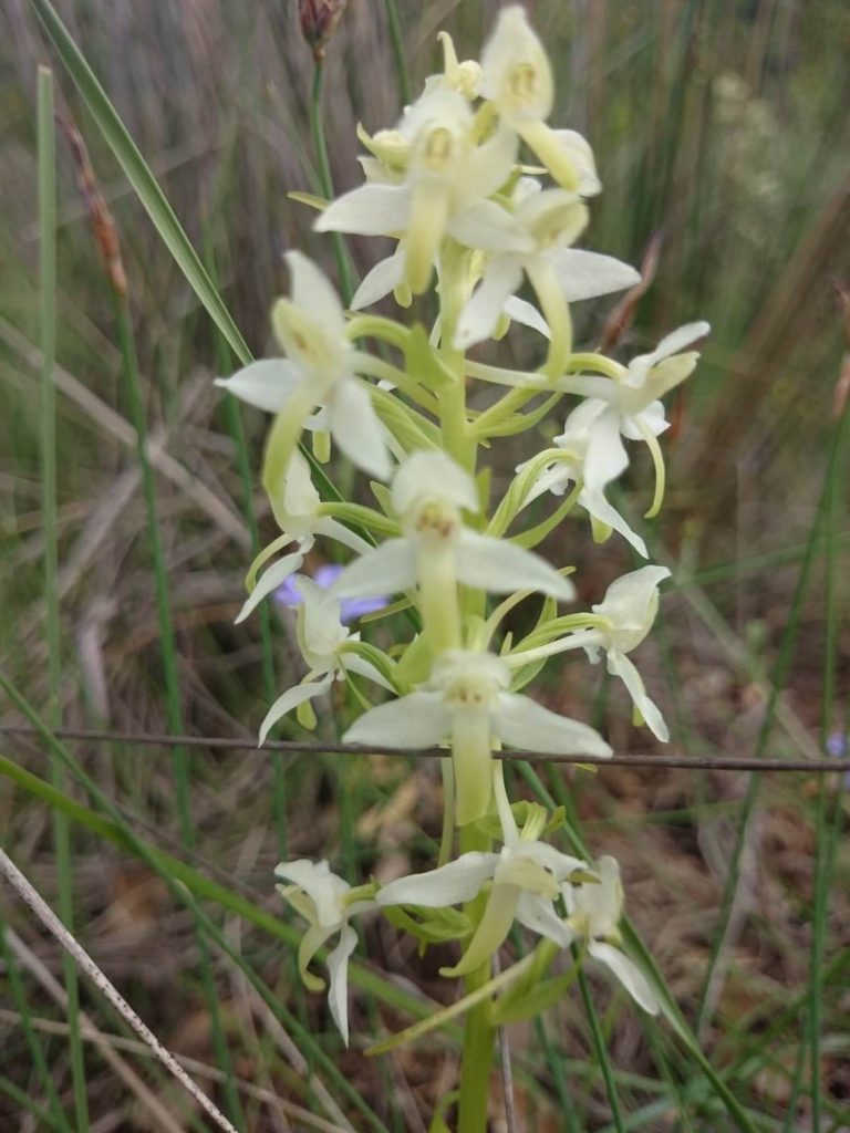 flora del congost de montrebei