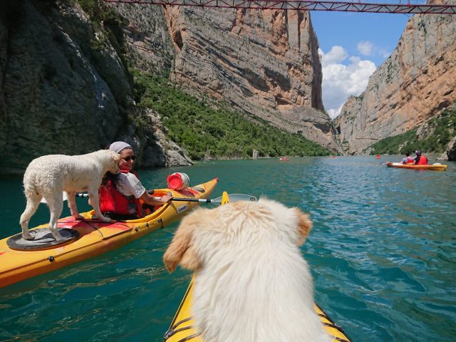 perro_kayak_intrepid