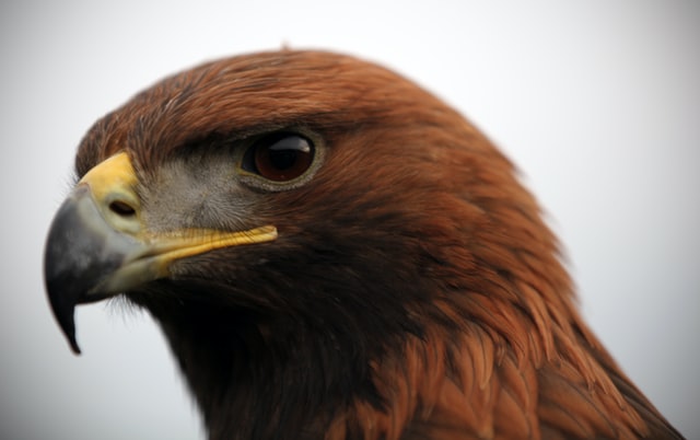 aguila dorada 