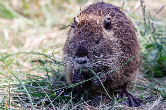 nutria